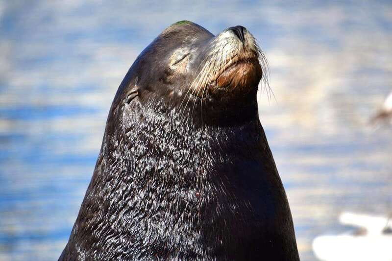 Whale Watch Cabo: Zodiac Whale Adventure - FREE Photos - What the strong feedback tells you