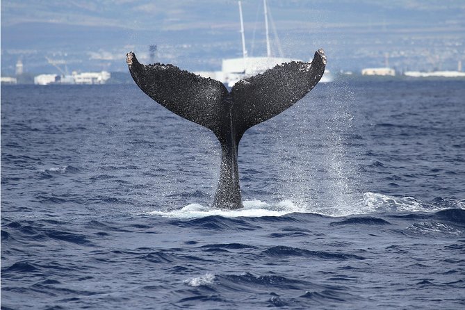 Whale Watch Cruise Aboard The Majestic - Setting out from Pier 6 at 11:30 a.m.