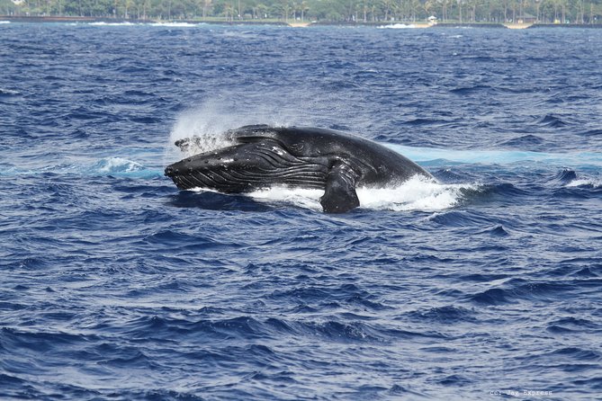 Whale Watch Cruise Aboard The Majestic - What the whale guarantee really means