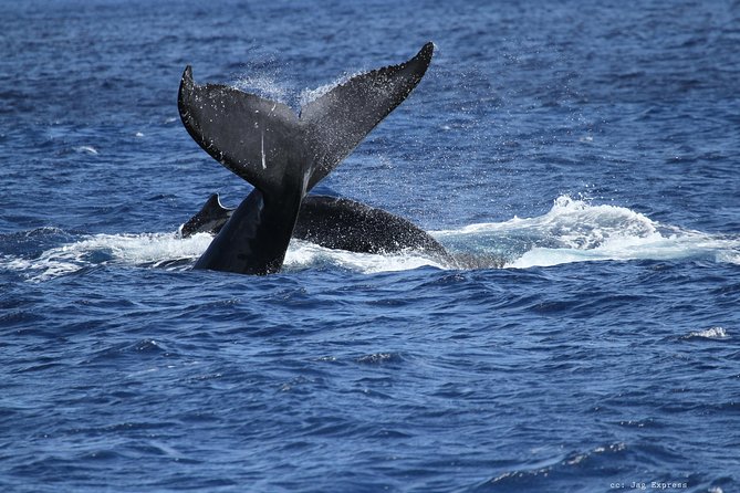 Whale Watch Cruise Aboard The Majestic - Inside the Majestic: comfort, space, and tradeoffs