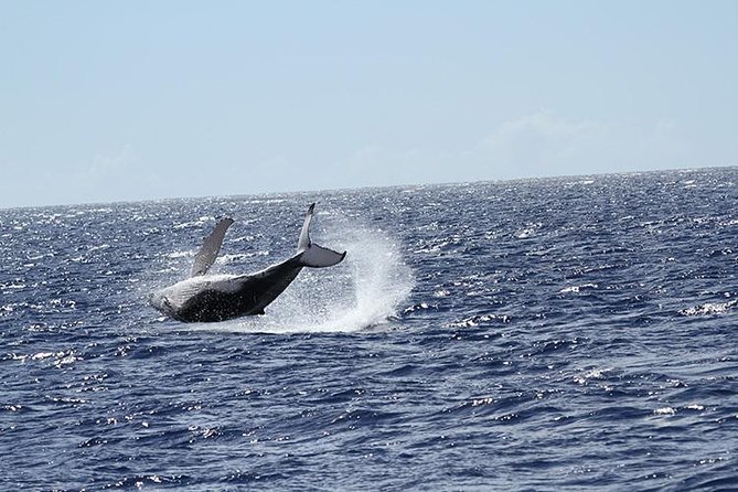 Whale Watch Cruise Aboard The Majestic - Is $85.09 a fair price?