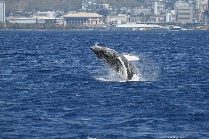 Whale Watch Cruise Aboard The Majestic - Weather, wind, and motion on the water