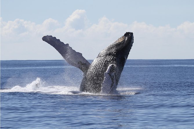 Whale Watch Cruise Aboard The Majestic - Diamond Head and Waikiki from the water