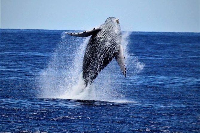 Whale Watch Excursion from the Big Island - Boarding at Kailua Pier