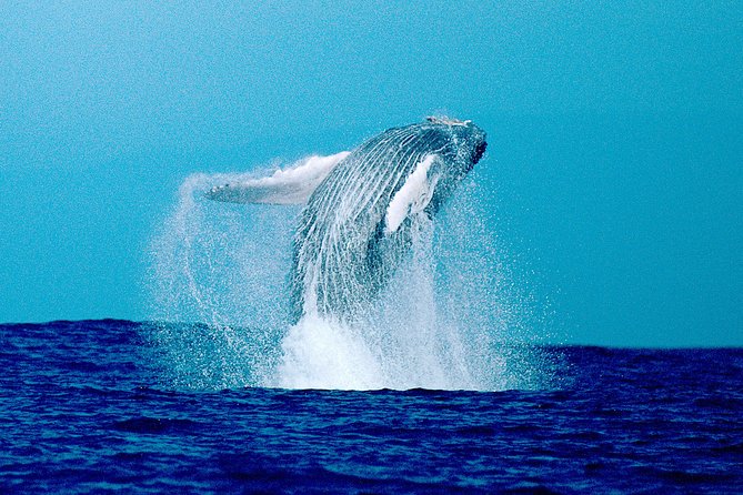 Whale Watch Excursion from the Big Island - How close will the whales come?