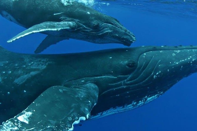 Whale Watch Excursion from the Big Island - Choosing your place on the boat