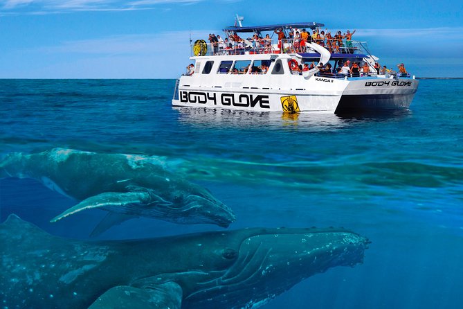 Whale Watch Excursion from the Big Island - The ride along Kona’s coast