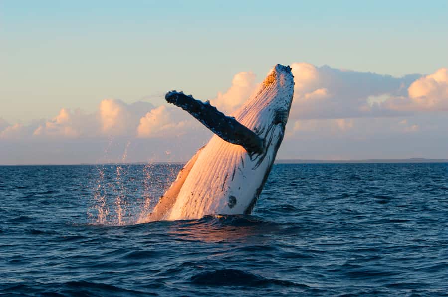 Whale Watch Sail Ma'alaea - Meeting the whales at Maui Harbor Shops