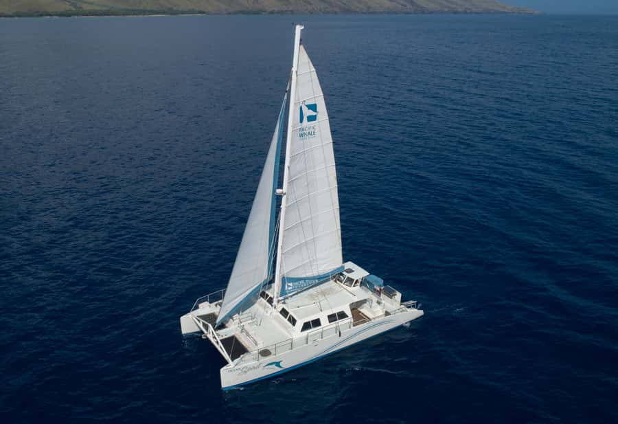 Whale Watch Sail Ma'alaea - What you may see in Maui’s whale season