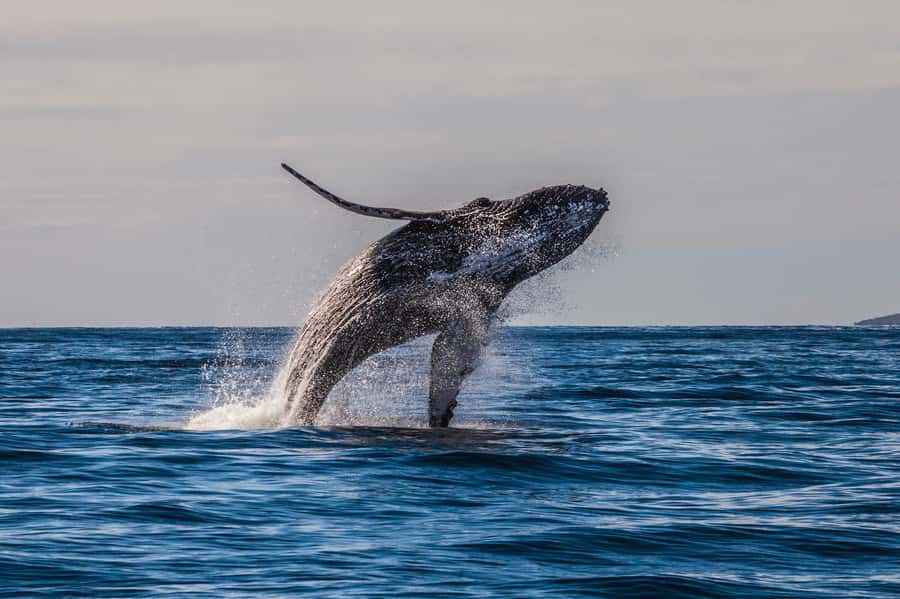 Whale Watch Sail Ma'alaea - The Marine Naturalist’s role