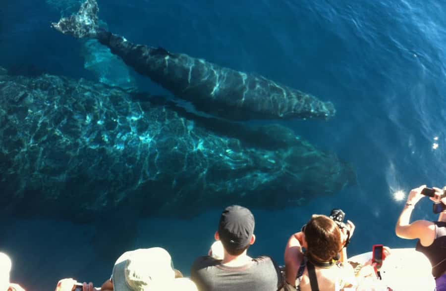 Whale Watch Sail Ma'alaea - How much value do you get for $111?