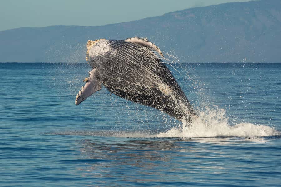 Whale Watch Sail Ma'alaea - What the guarantee really means