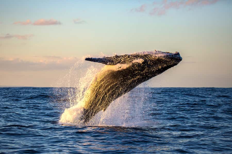 Whale Watch Sail Ma'alaea - Who will enjoy this cruise most