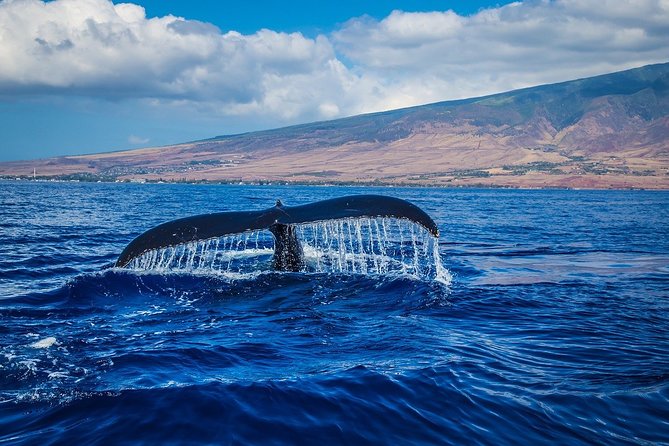 Whale watching - Key points to know before you book