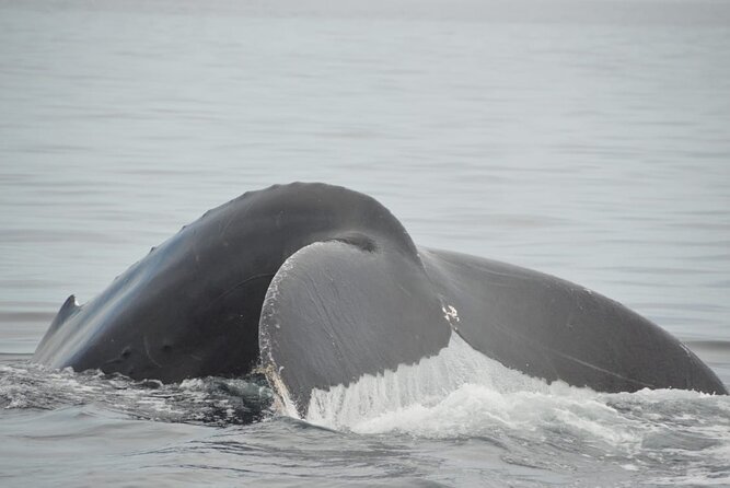 Whale watching 3 hours in Puerto Vallarta - Getting to the boat at Isla Iguana