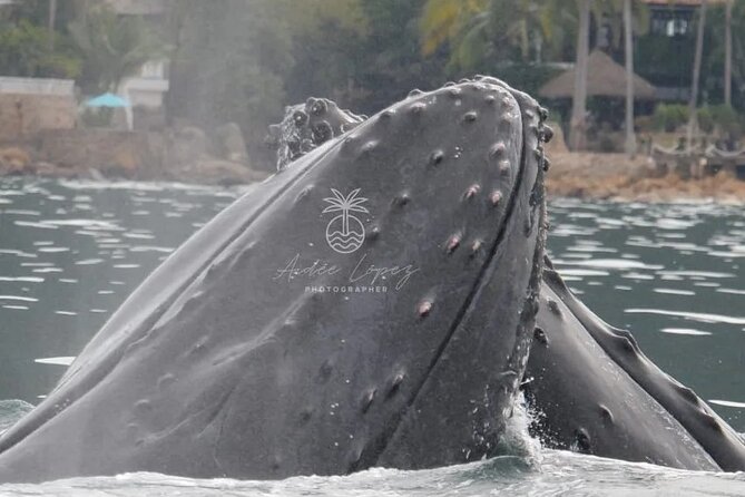 Whale watching 3 hours in Puerto Vallarta - The whale sightings are the strongest part