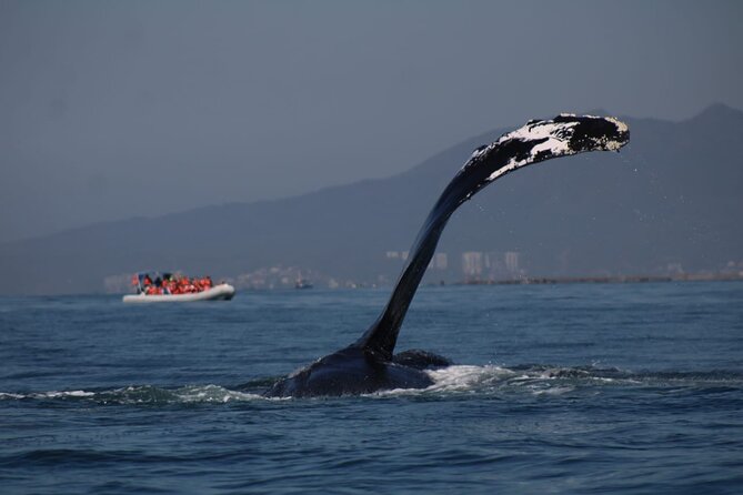 Whale watching 3 hours in Puerto Vallarta - Why the small boat helps, and where it can hurt