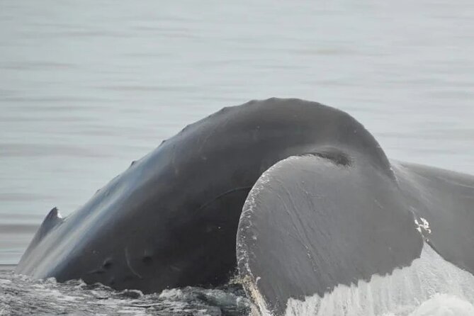 Whale watching 3 hours in Puerto Vallarta - Los Arcos may appear, but do not count on snorkeling