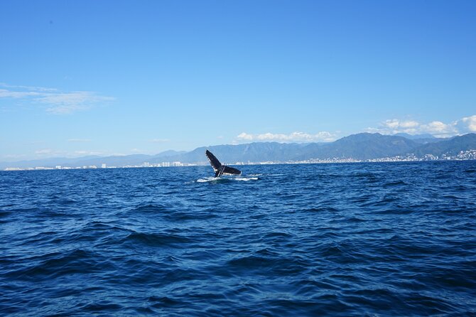 Whale watching 3 hours in Puerto Vallarta - Water, lifejackets, and what to pack