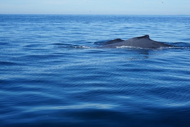 Whale watching 3 hours in Puerto Vallarta - Delays and organization can shape the day