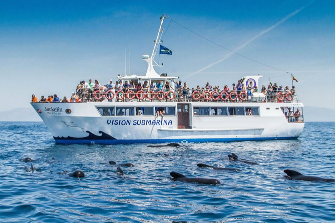 Whale Watching - What the guide adds beyond whale spotting