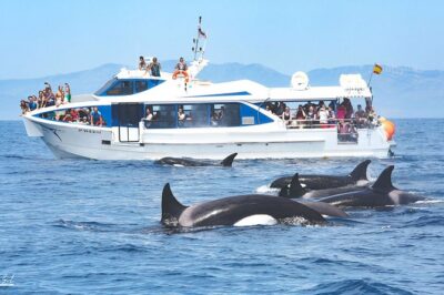 Whale watching