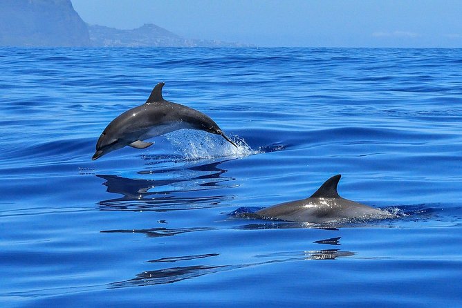 Whale Watching - Why a seven-person limit matters