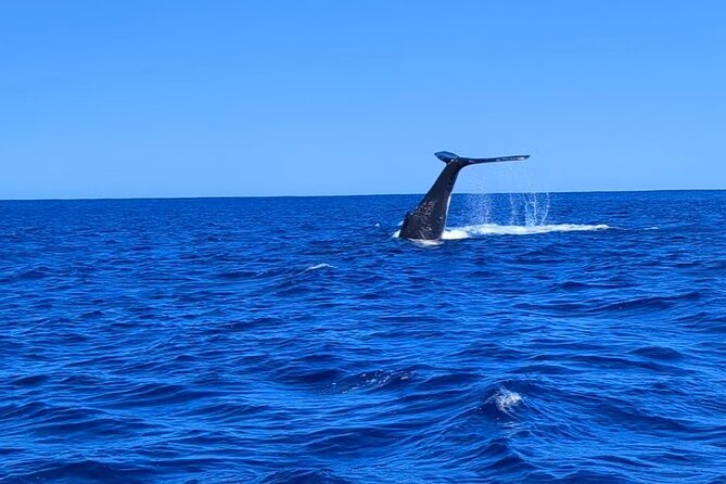 Whale watching 6 people half day - Key points to know before booking