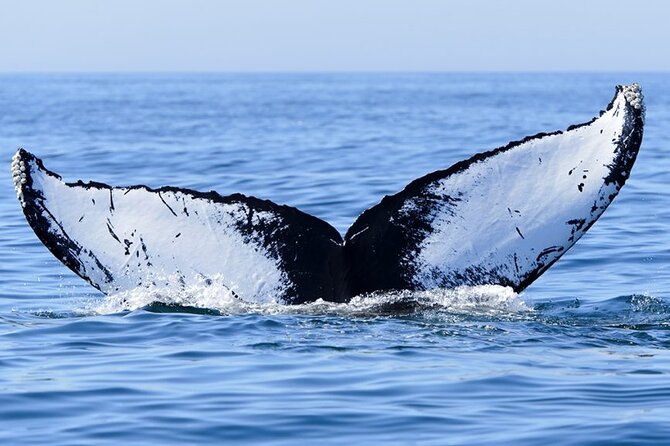 Whale watching 6 people half day - Entering the water requires real ocean confidence