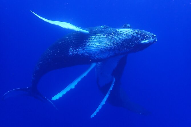 Whale watching 6 people half day - What the water can feel like
