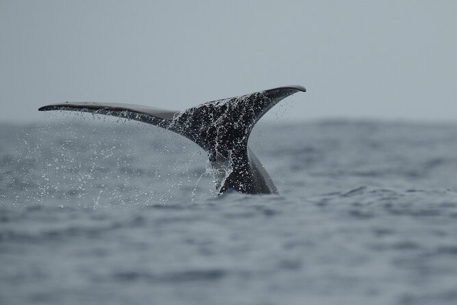 Whale Watching Activity in North Coast - Why Rabo de Peixe makes a good starting point