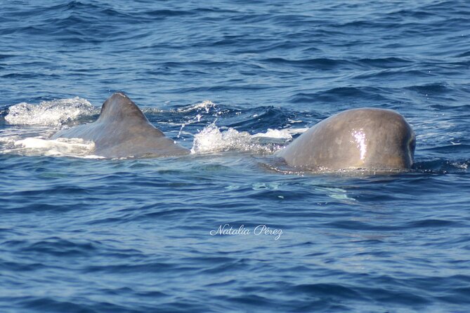 Whale Watching Activity in North Coast - What three hours on the semi-rigid boat feel like