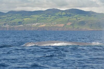Whale Watching Activity in North Coast