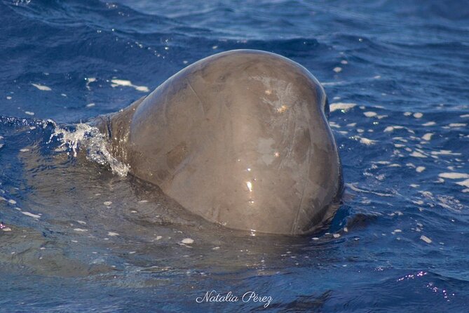 Whale Watching Activity in North Coast - The search for sperm whales
