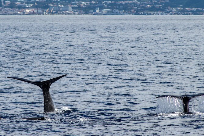 Whale Watching Activity in North Coast - Cost, value, and what you receive
