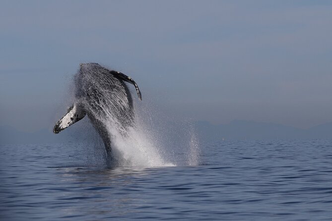 Whale Watching Adventure from Vancouver BC - Quick takeaways for planning your trip