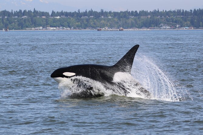 Whale Watching Adventure from Vancouver BC - A search for orcas, humpbacks, and smaller wildlife