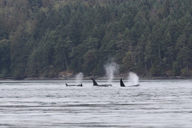 Whale Watching Adventure from Vancouver BC - The ride: thrilling for some, tiring for others
