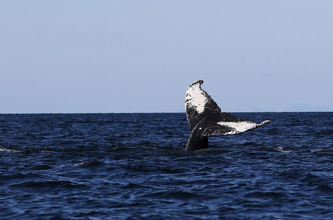Whale Watching Adventure from Vancouver BC - April through October gives you the main season