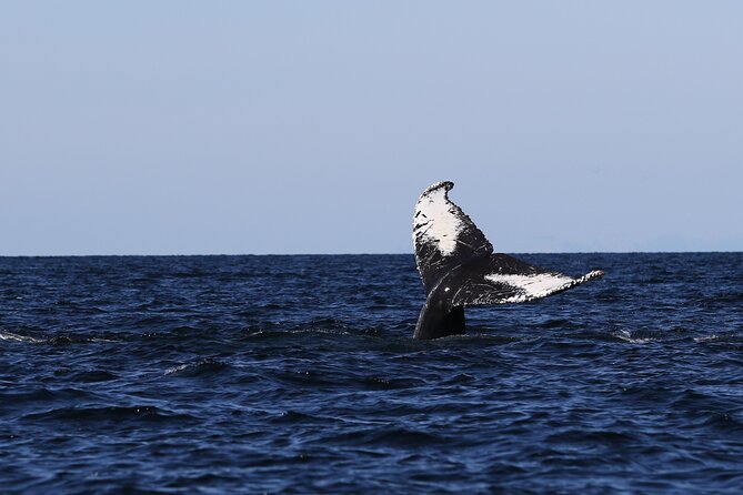 Whale Watching Adventure from Vancouver BC - What you get for $184