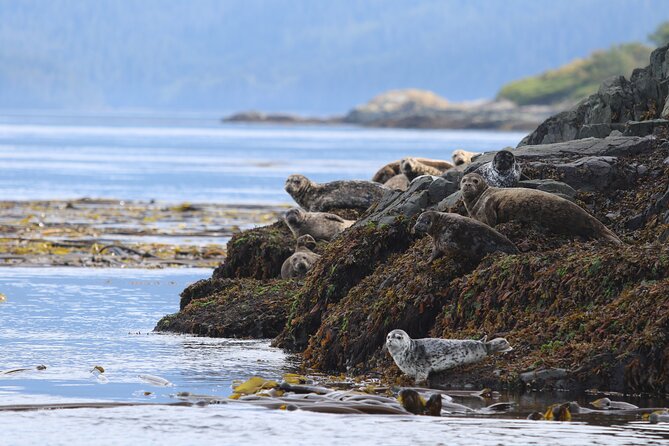 Whale Watching Adventure from Vancouver BC - How the captain and naturalist shape the day