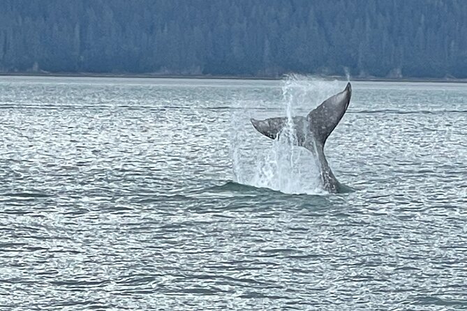 Whale Watching Adventure in Juneau - Key things to know before you book