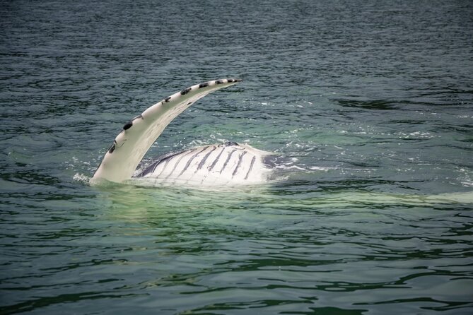 Whale Watching Adventure in Juneau - How the whale search actually works