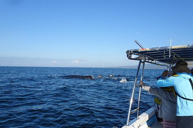 Whale Watching Adventure – Led by a Marine Biologist - Why the biology lesson matters before you see a whale