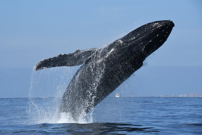 Whale Watching Adventure – Led by a Marine Biologist - Hearing whale song through the hydrophone