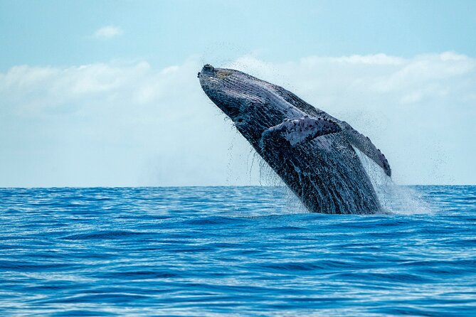 Whale Watching Adventure -Speed Boat & Small Group - Key things to know before you book