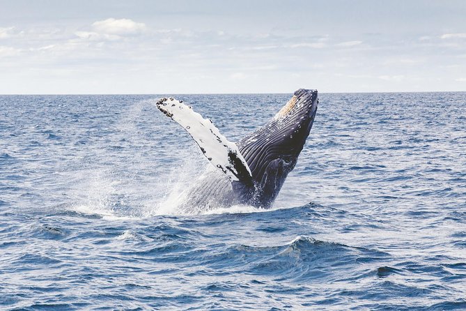 Whale Watching Adventure -Speed Boat & Small Group - A closer look at the whale-watching routine