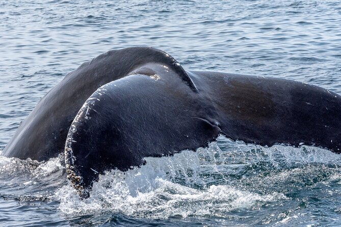 Whale Watching Adventure -Speed Boat & Small Group - Who will enjoy this Oahu boat trip most?