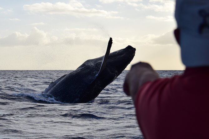 Whale Watching Adventure -Speed Boat & Small Group - The view from Honolulu’s open water