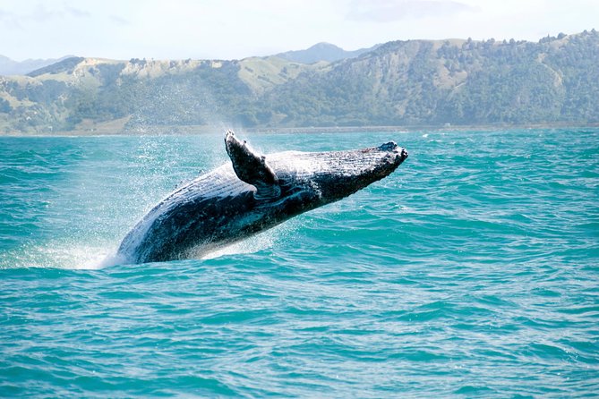 Whale Watching and Bacardi Island day trip from Punta Cana - Samana Bay is the reason to get up early